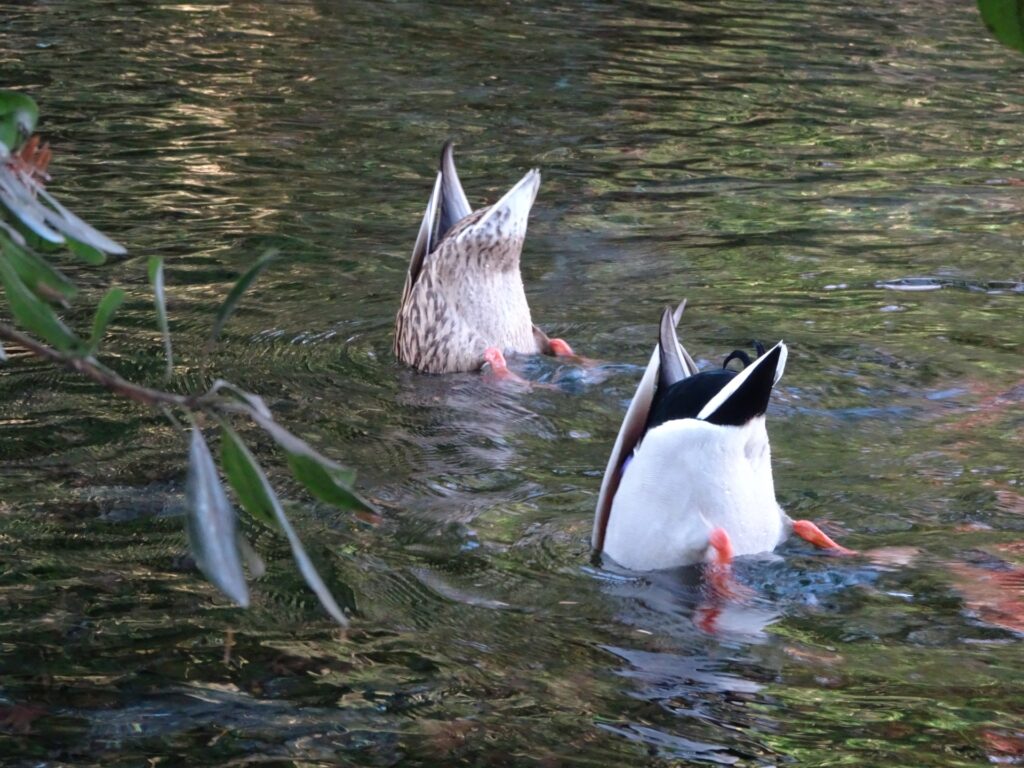 シンクロのイメージ画像